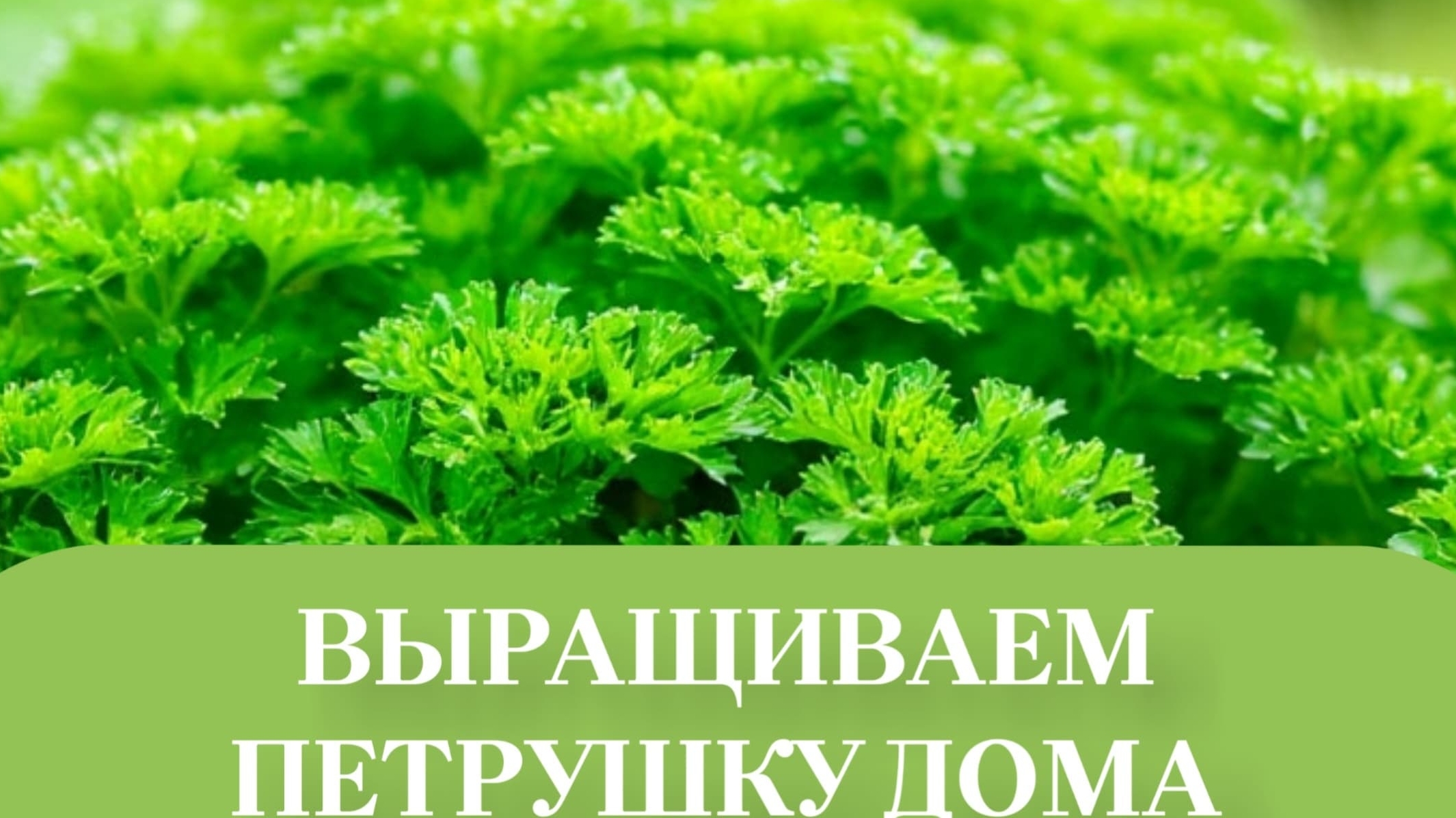 ПЕТРУШКА. смотреть онлайн