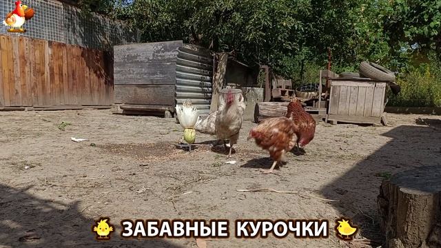 Забавные курочки несушки на сельском подворье 🤗😂😜 (103) смотреть онлайн