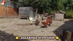 Забавные курочки несушки на сельском подворье 🤗😂😜 (103)