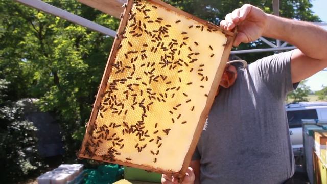 Как рождается мёд вдали от дома. Кочевое пчеловодство, медосбор акации. Как рождается мёд вдали от дома. Кочевое пчеловодство, медосбор акации.