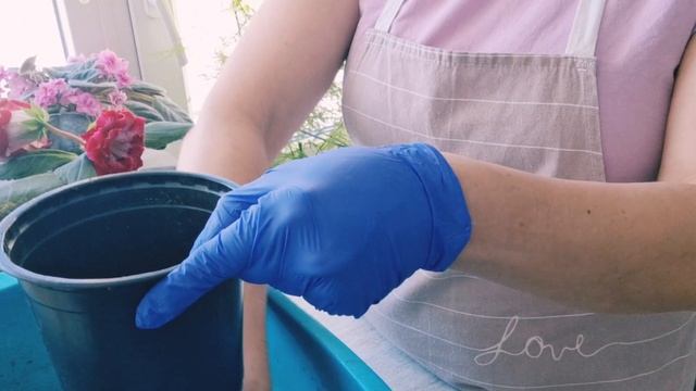 шалфей Ауреа