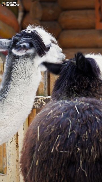 Альпаки Сайка, Шарлотка и козочка едят елку. Ленинградский зоопарк