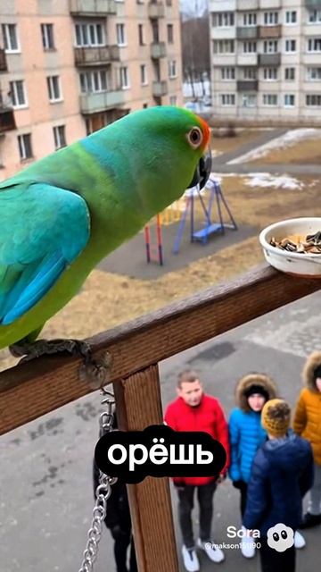 Попугай ругается #sora #ии #parrot #юмор #угар #попугай #прикол #смех #cute #дуэт #birds