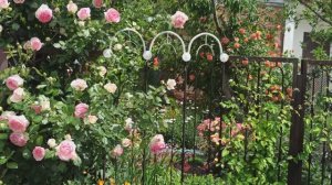 Все мои вертикальные растения!