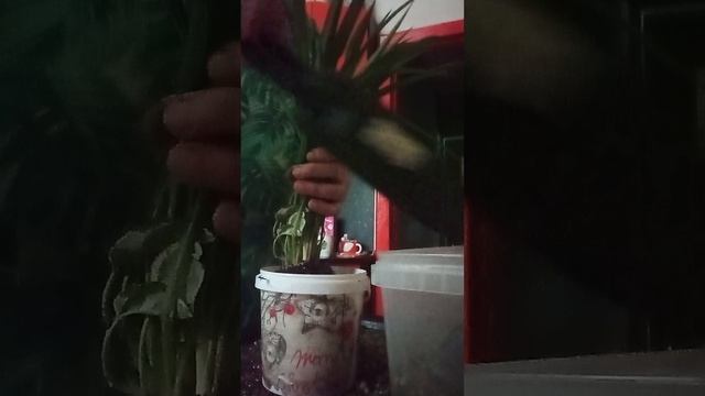 Срочная пересадка Хлорофитума 😱☘️☘️☘️