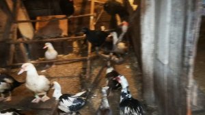 Курятник 31 января 2026 живность Царь и Му-му