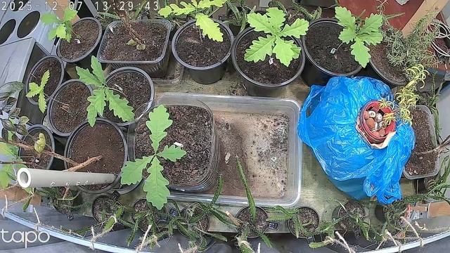 Как быстро растут дубы? (без звука)