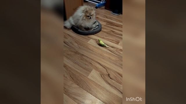 Попугай Кеша и другие