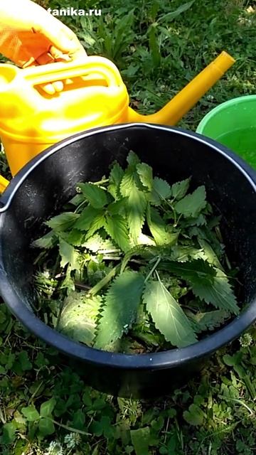 БЕСПЛАТНАЯ МОЩНАЯ подкормка