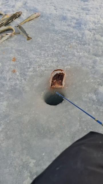 40кг наваги на блесну от Mr.Musurok!