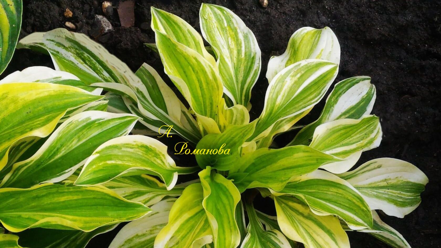 Айрон гейт суприм 31.05.21г и 15.07.24г Айрон гейт суприм 31.05.21г и 15.07.24г