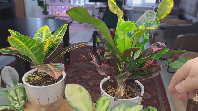 Февраль за окном! Комнатные растения . Что новенького и интересненького! смотреть онлайн