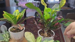 Февраль за окном! Комнатные растения . Что новенького и  интересненького!