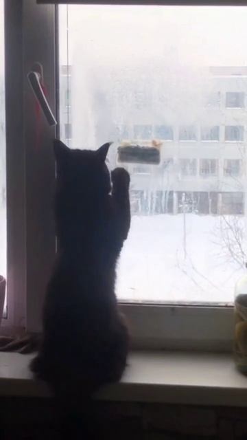 Такими темпами кошка научится открывать окно 😅