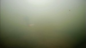 Почему много сходов форели при ловли на раттлин? 1/02/2026