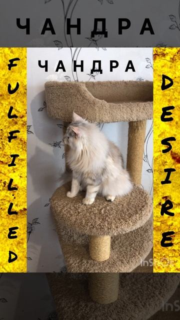 Сибирские котята от питомника Fulfilled Desire