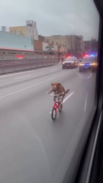 ПОГОНЯ ПОГОНЯ