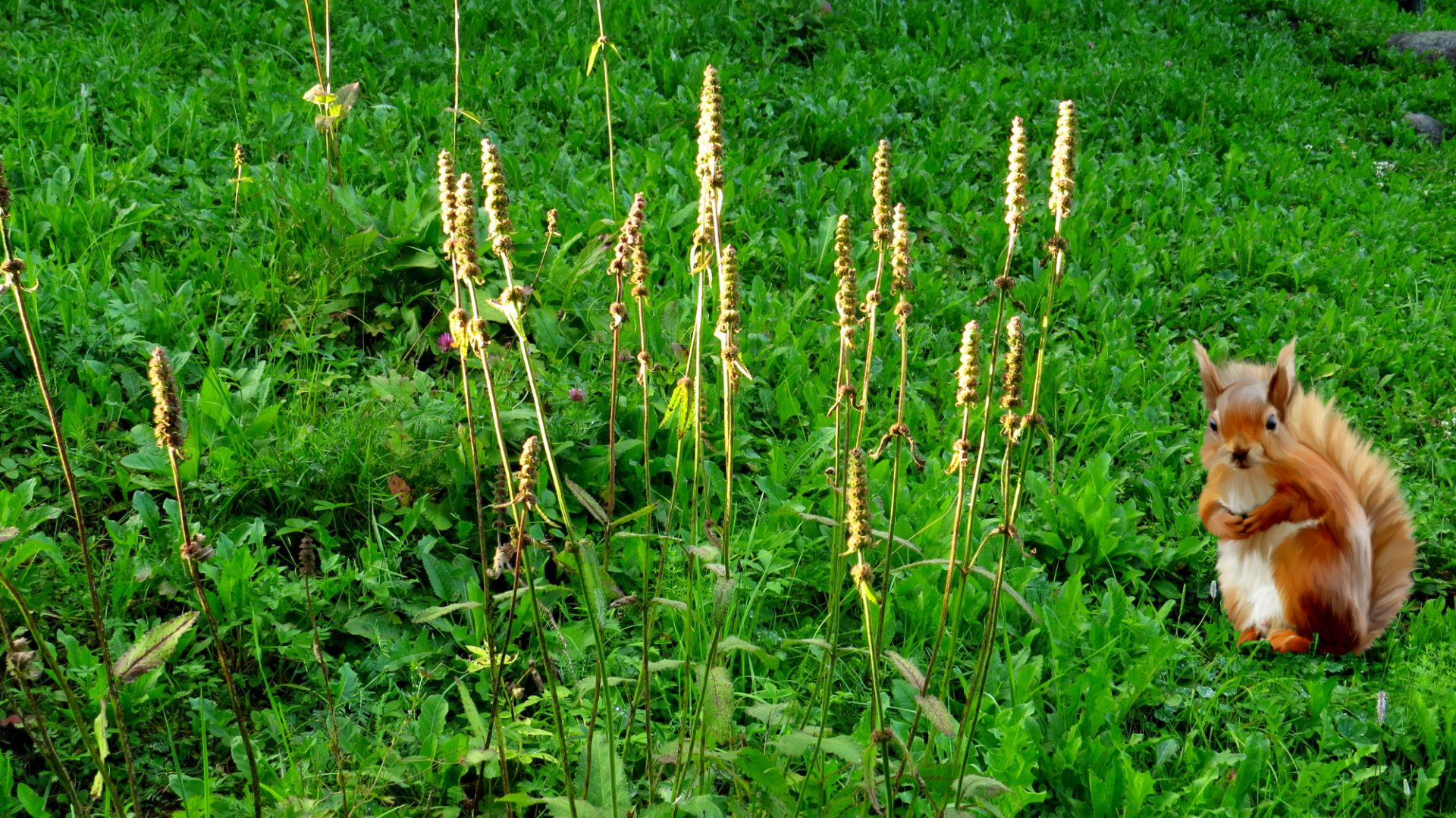 Буквица осенью... смотреть онлайн