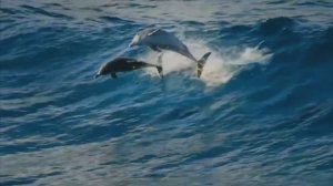 ВОСХИТИТЕЛЬНАЯ МУЗЫКА, ЛАСКАЮЩАЯ СЕРДЦЕ