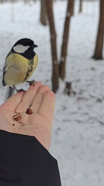Кормление синичек
