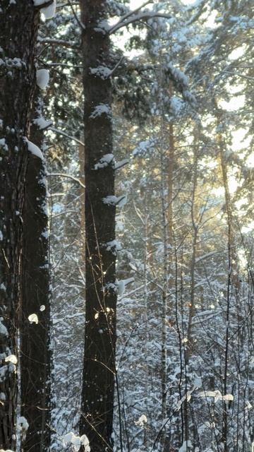 Чудо зимы, снег #ораторотдуши #андрейшишмарев #снег #красота смотреть онлайн