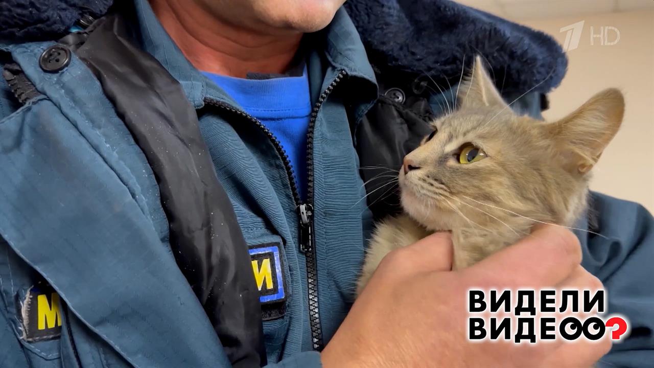 Кошка-психолог. Видели видео? Фрагмент выпуска от 01.02.2026 смотреть онлайн