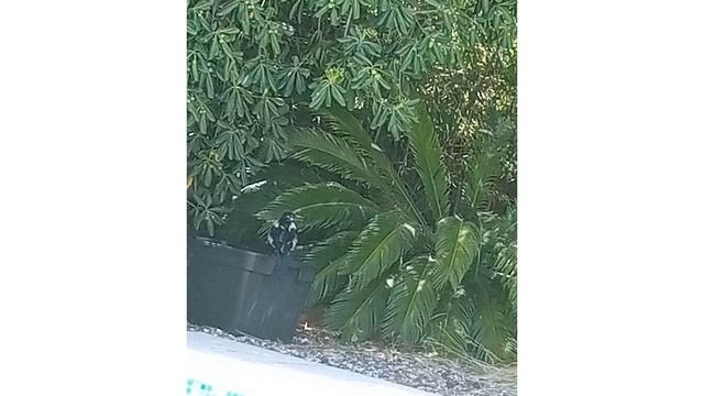 Ричи ВЕДЕТ СЕРЬЕЗНЫЕ ПЕРЕГОВОРЫ с собой!  Сама себе приятная