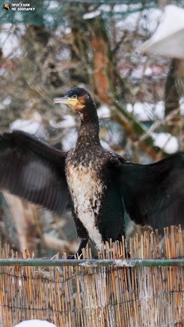 Баклан машет крыльями. Ленинградский зоопарк
