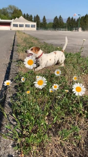 Твоя собака правша или левша?