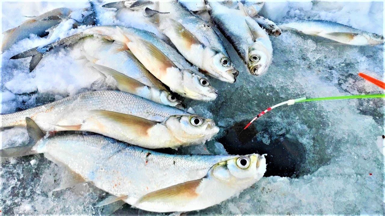 КРУПНАЯ САБЛЯ ГНЕТ КИВОК!! Зимняя рыбалка на чехонь смотреть онлайн