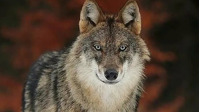 Garik Garik - Беспредел На Продоле В Душе Волчий Оскал смотреть онлайн