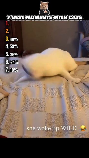 Ranking The Top 7 Funny Cat Moments😂 смотреть онлайн