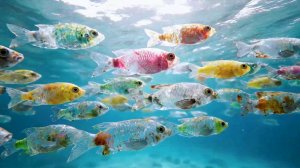 Жизнь Океана