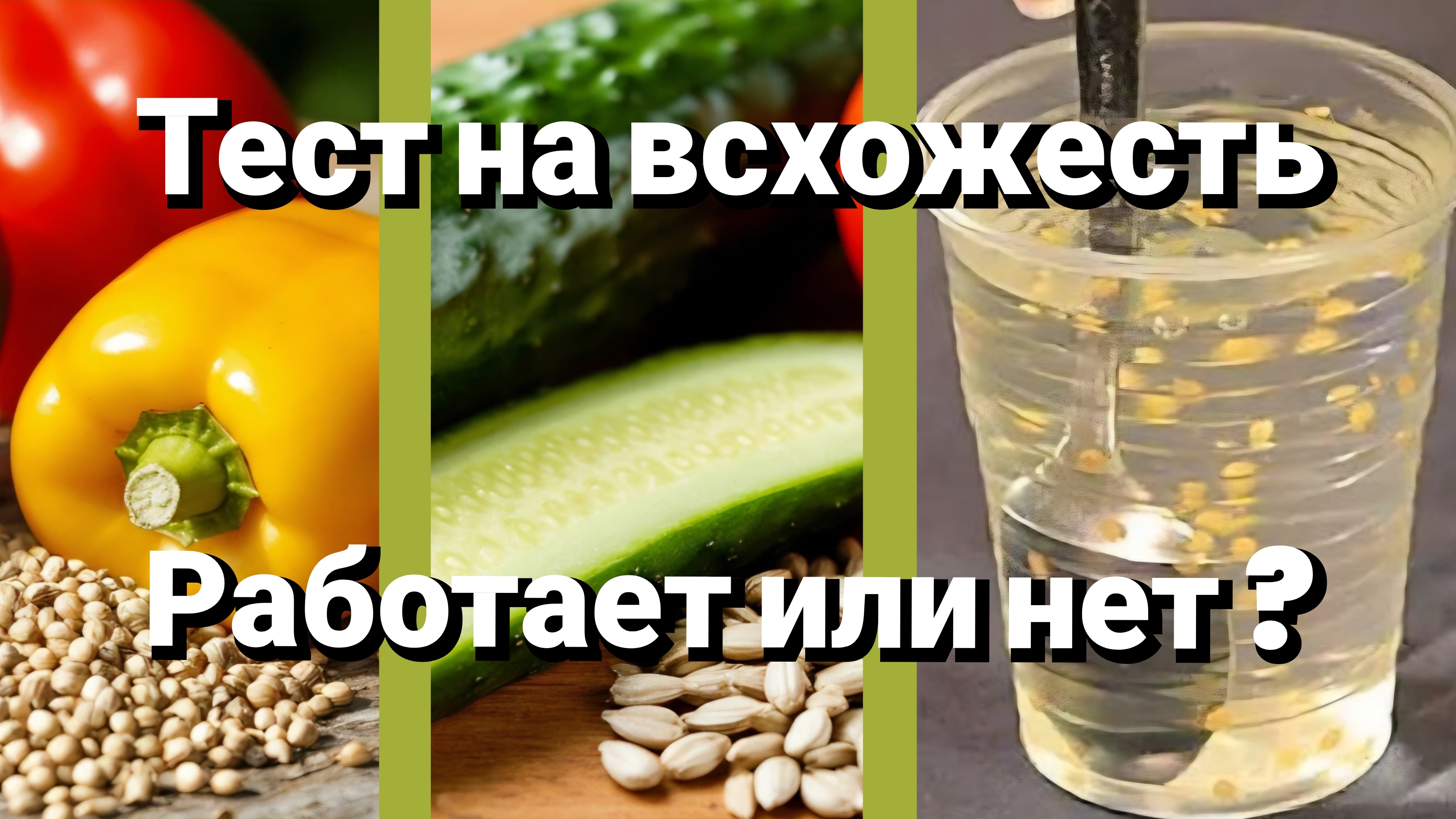 Сроки хранения семян. Проверка на всхожесть