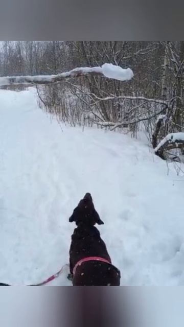 обычный день нашего лабрадора