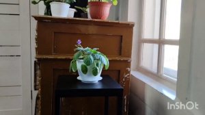 Винтовая (царская) лестница.01/02/2026