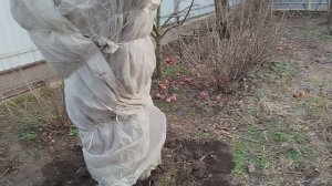 Краснодарский Край,31.01.2026 г.Укрываю гранаты обещают морозы.