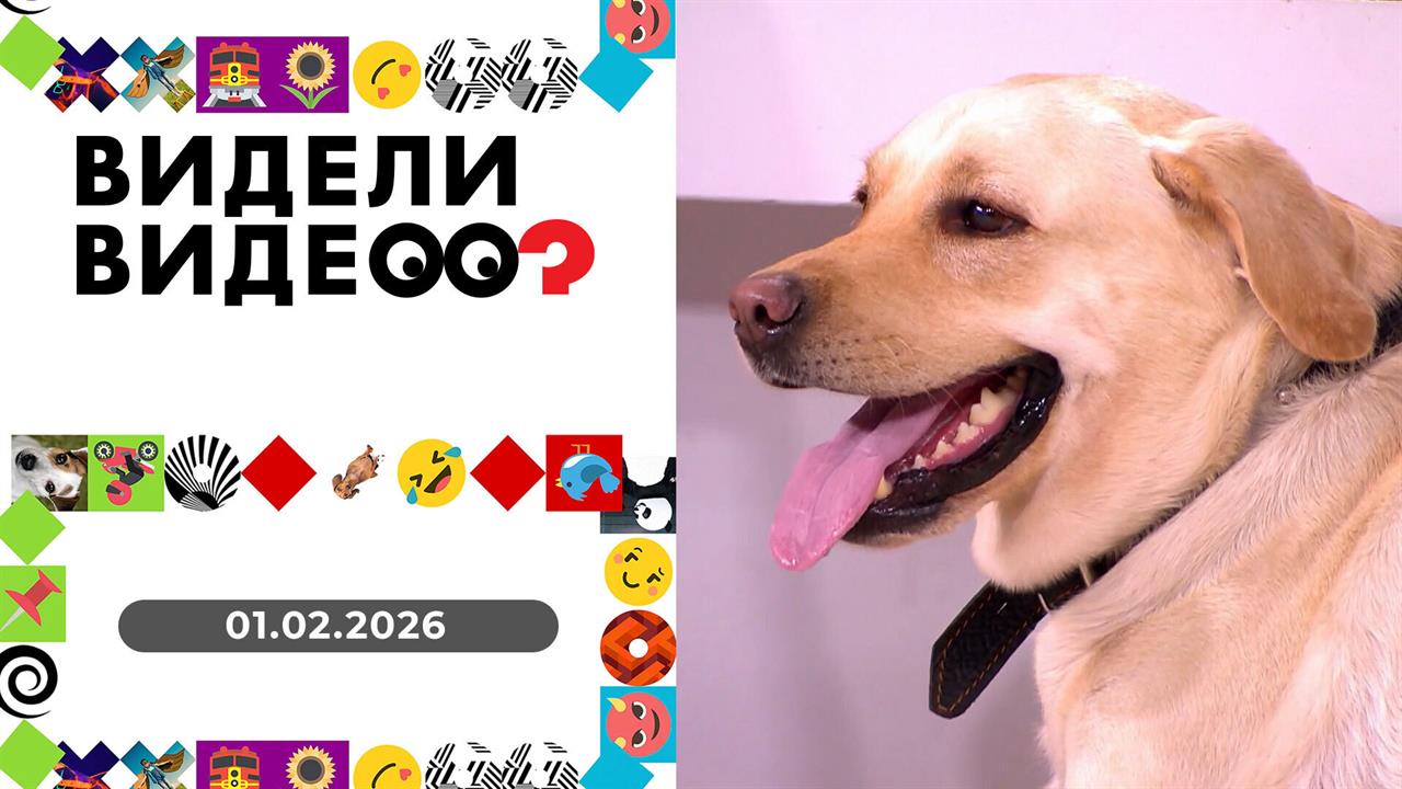 Видели видео? Выпуск от 01.02.2026 смотреть онлайн