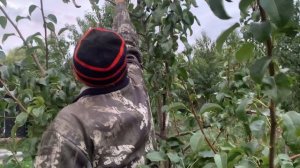 Сорт груши Просто Мария! Питомник Мирошниченко!