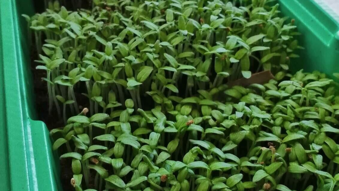 Рассада Пошагово.Перец,баклажаны,томаты Рассада Пошагово.Перец,баклажаны,томаты