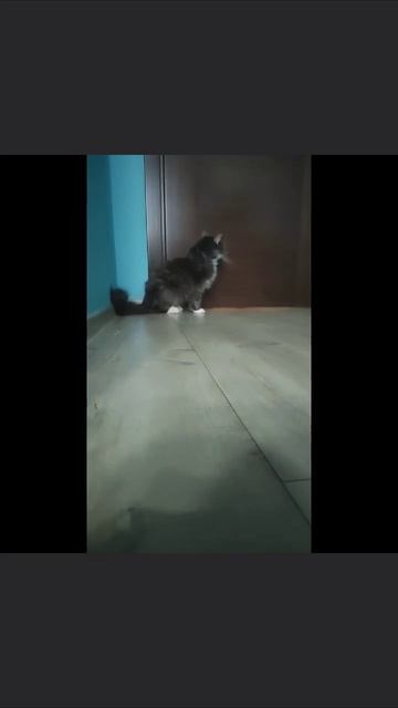 Кошка  Кошка 