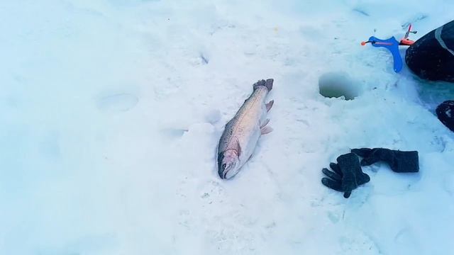 запуск 01.02.26