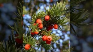 Во ждали или нет