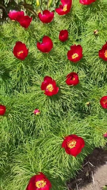 Через 4 недели веснаааа