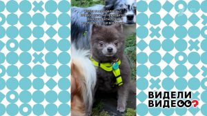 Собака или медвежонок? Видели видео? Фрагмент выпуска от 01.02.2026