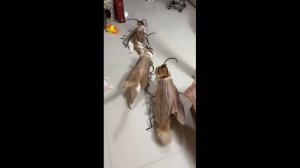 🤣🤣   ПРИКОЛЫ 2026 — УГАРНЫЕ МОМЕНТЫ ИЗ СЕТИ ✅✅✅ САМЫЕ СМЕШНЫЕ ВИДЕОПРИКОЛЫ