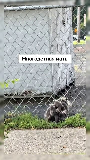 #Опоссум #shortvideo #shorts #short #video #юмор #смех #смешно #милота #мило #мама #прикол #семья #Опоссум #shortvideo #shorts #short #video #юмор #смех #смешно #милота #мило #мама #прикол #семья