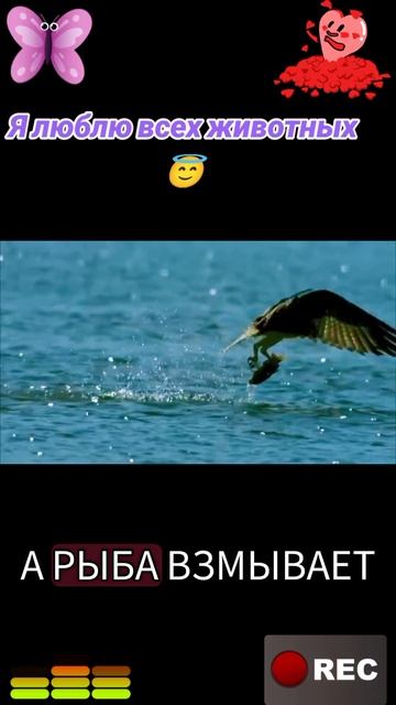 Я люблю всех животных😇 смотреть онлайн