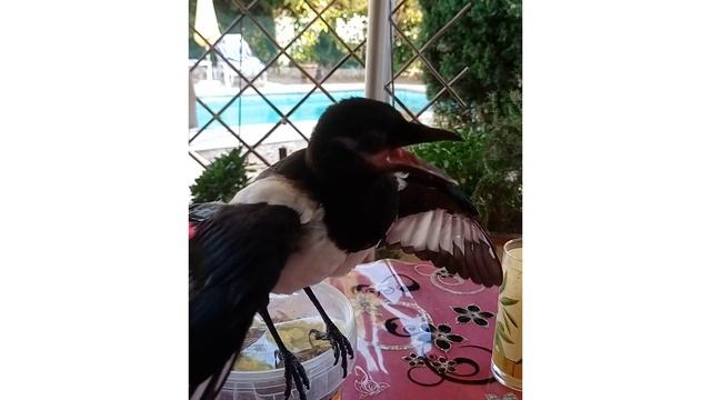 ЭТО САМОЕ МИЛОЕ КОРМЛЕНИЕ, КОТОРОЕ ВЫ УВИДИТЕ! Ричи просит ее покормить!