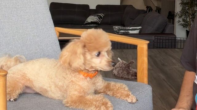 Один ДЕНЬ с МОЕЙ СОБАКОЙ 🐶 смотреть онлайн